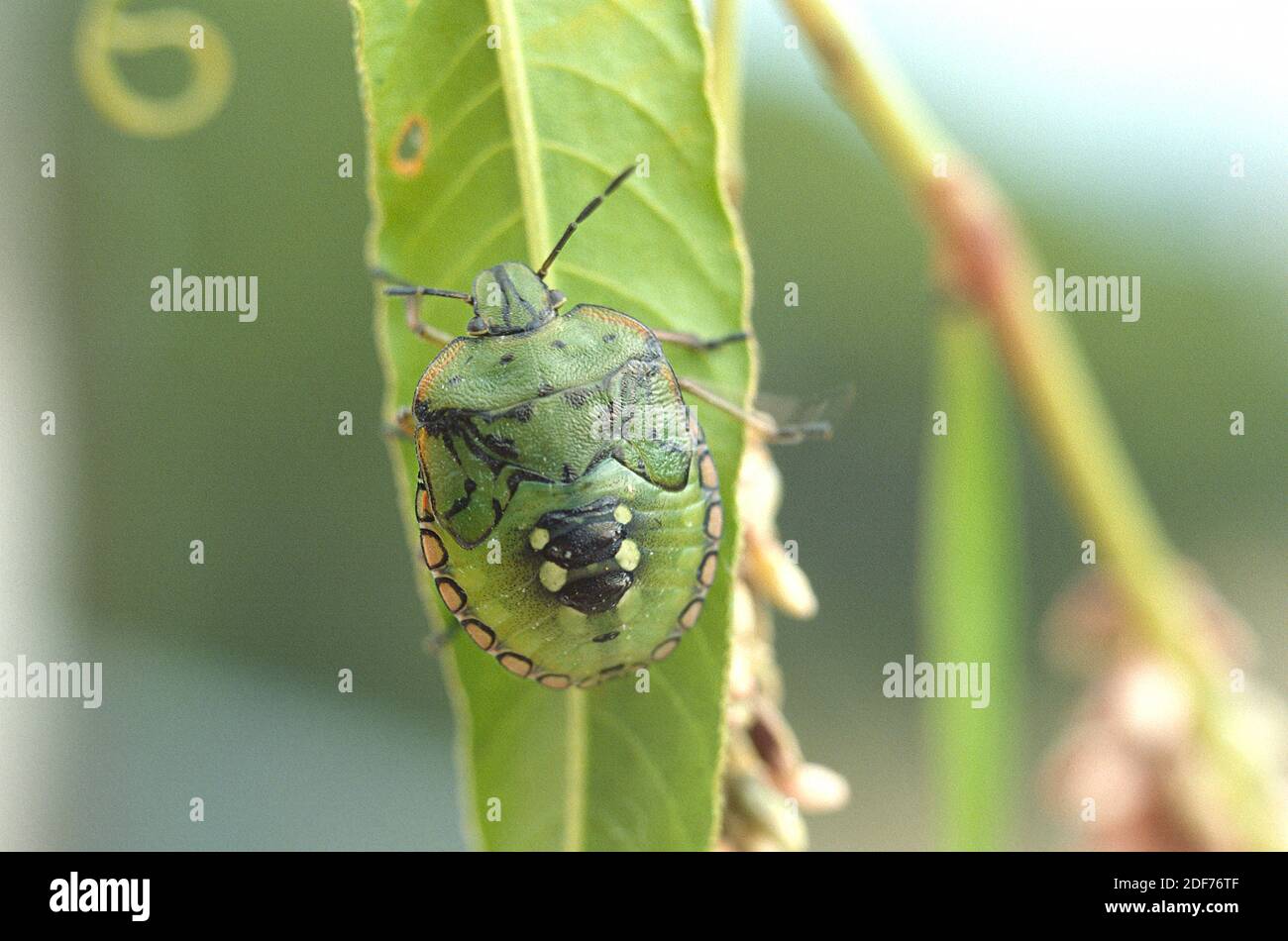 Bug verde meridionale dello scudo o bug verde meridionale dello scalpello (Nezara viridula). Ninfa. Foto Stock