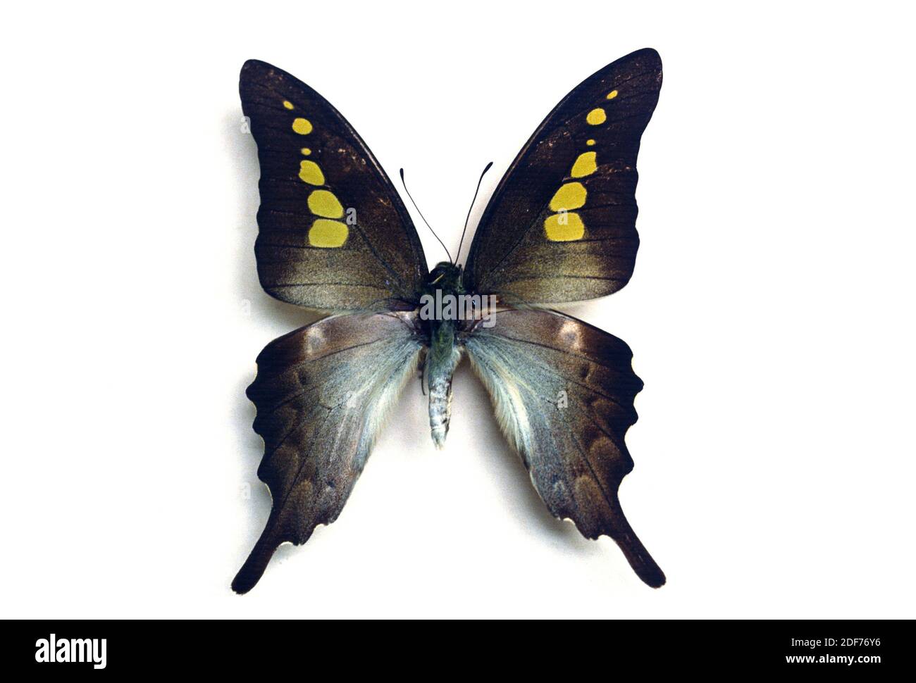 Il graphium empedovana è una farfalla originaria delle Filippine. Adulto, lato dorsale. Foto Stock