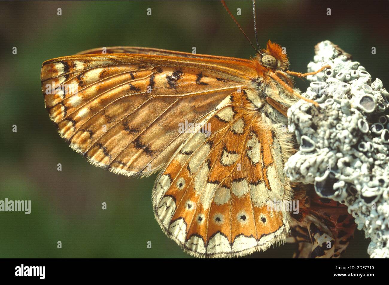 Il fritillario di Marsh (Euphydryas aurinia) è una farfalla originaria dell'Europa e dell'Asia. Adulto. Foto Stock