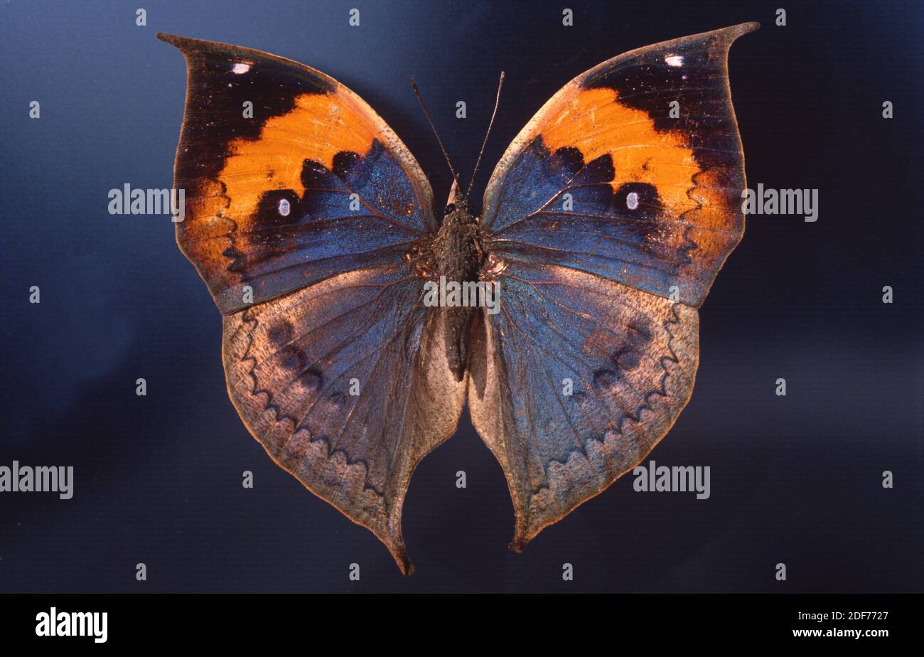 La foglia di oro o foglia morta (Kallima inachus) è una farfalla criptica originaria del sud-est asiatico. Lato dorsale. Foto Stock