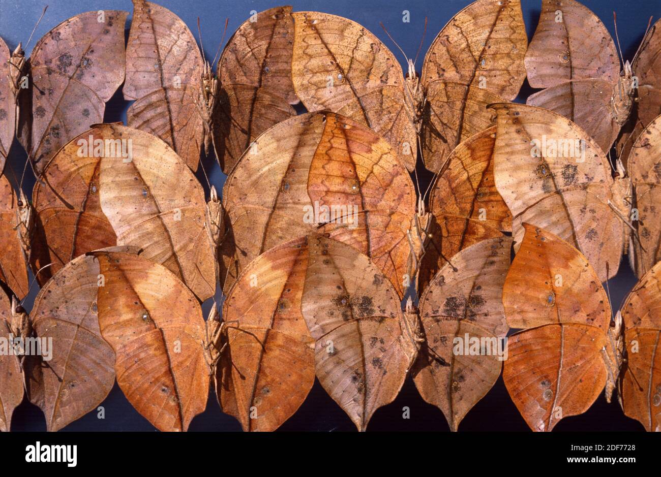 La foglia di oro o foglia morta (Kallima inachus) è una farfalla criptica originaria del sud-est asiatico. Variabilità del lato ventrale. Foto Stock