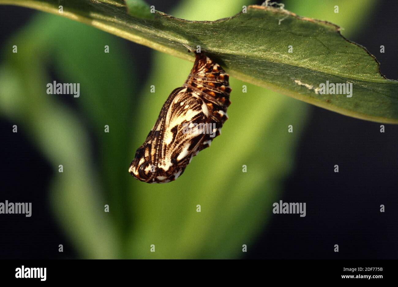 Il fritillario di Heath (Mellicta athalia o Melitaea athalia) è una farfalla originaria dell'Eurasia. Crisalide. Foto Stock