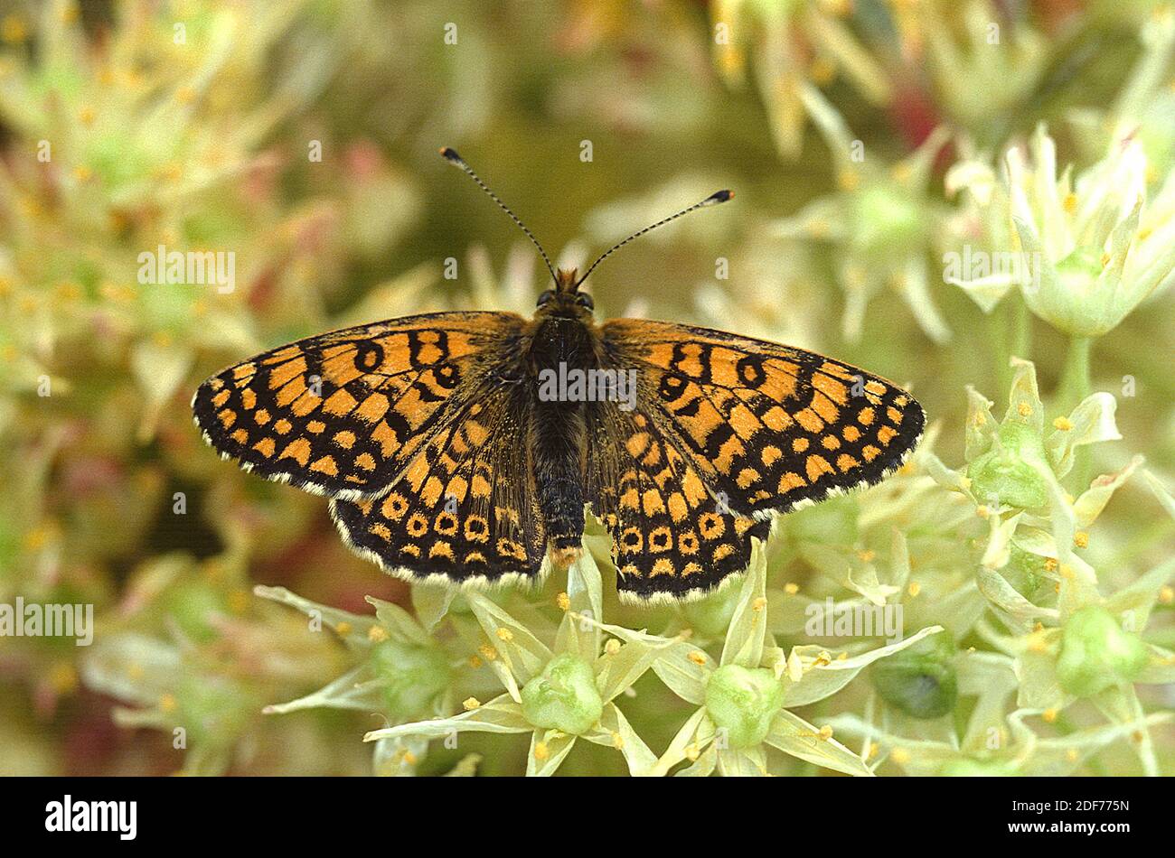 Glanville fritillary (Melitaea cinxia) è una farfalla originaria dell'Eurasia e dell'Africa nordoccidentale. Foto Stock