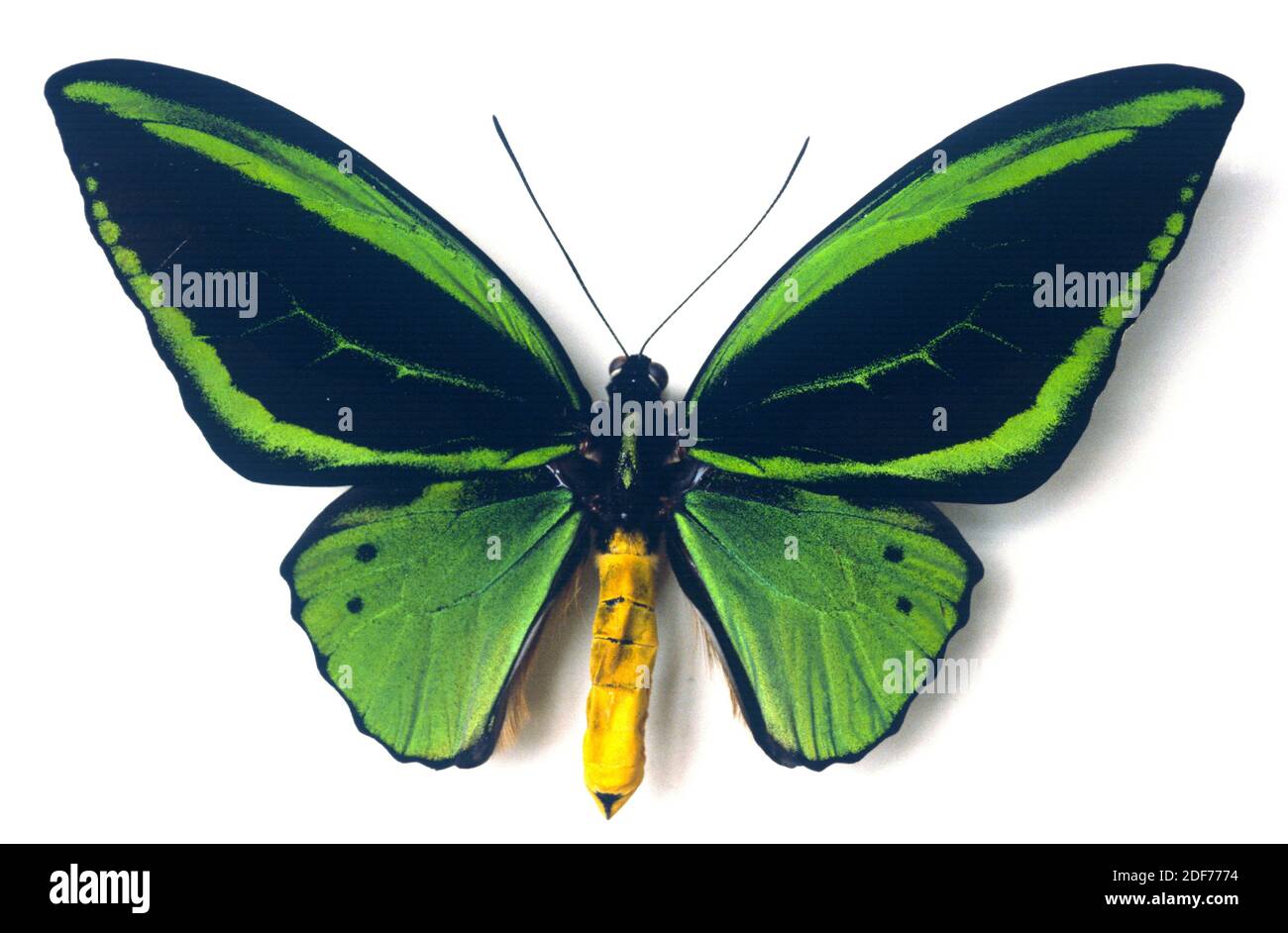 Il birdwing di Priam (Ornithoptera priamus poseidon) è una farfalla originaria della Nuova Guinea. Maschio, lato dorsale. Foto Stock