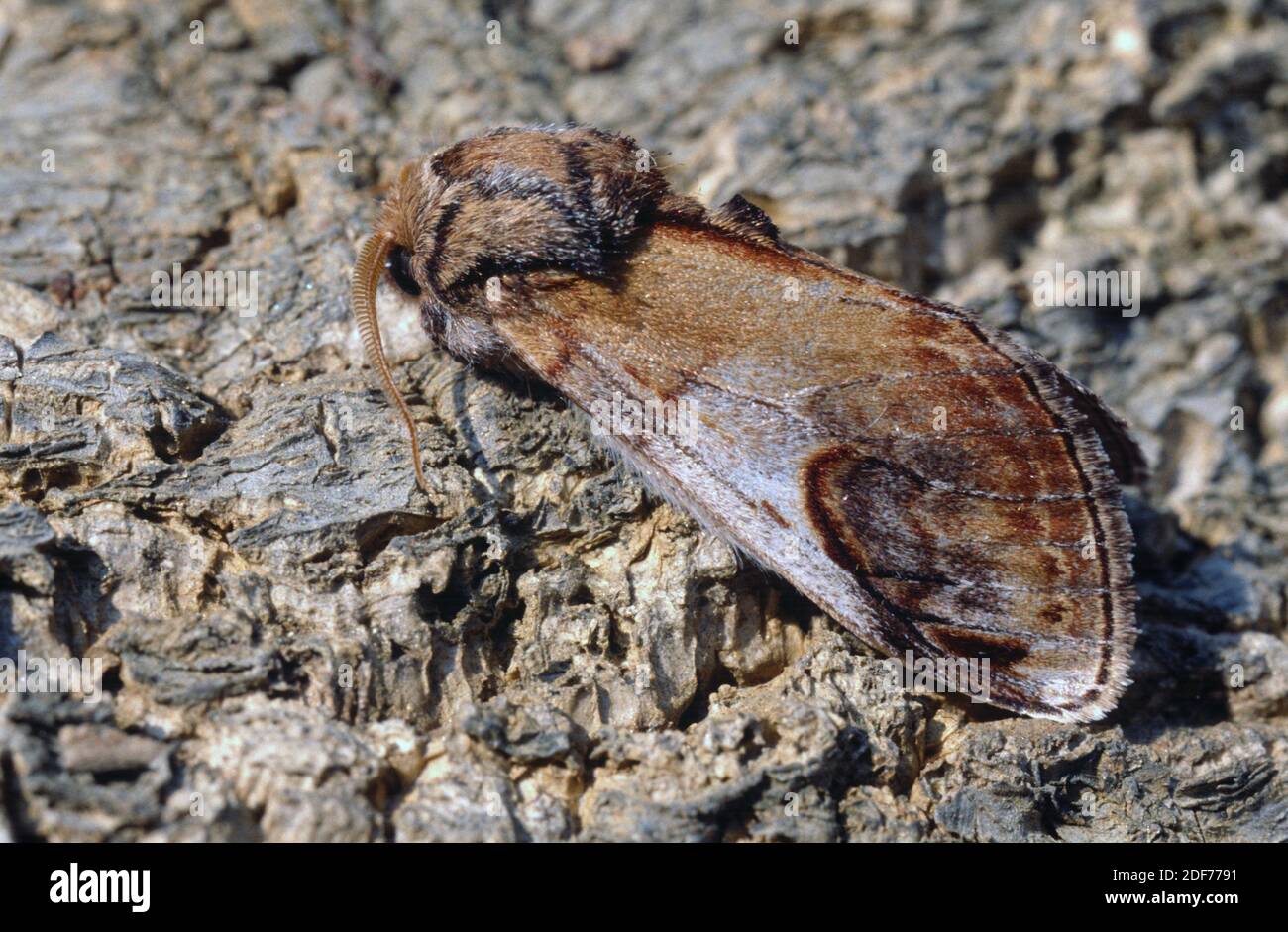 Pebble Prominent (Notodonta ziczac) è una falena originaria dell'Europa e dell'Asia centrale. Foto Stock