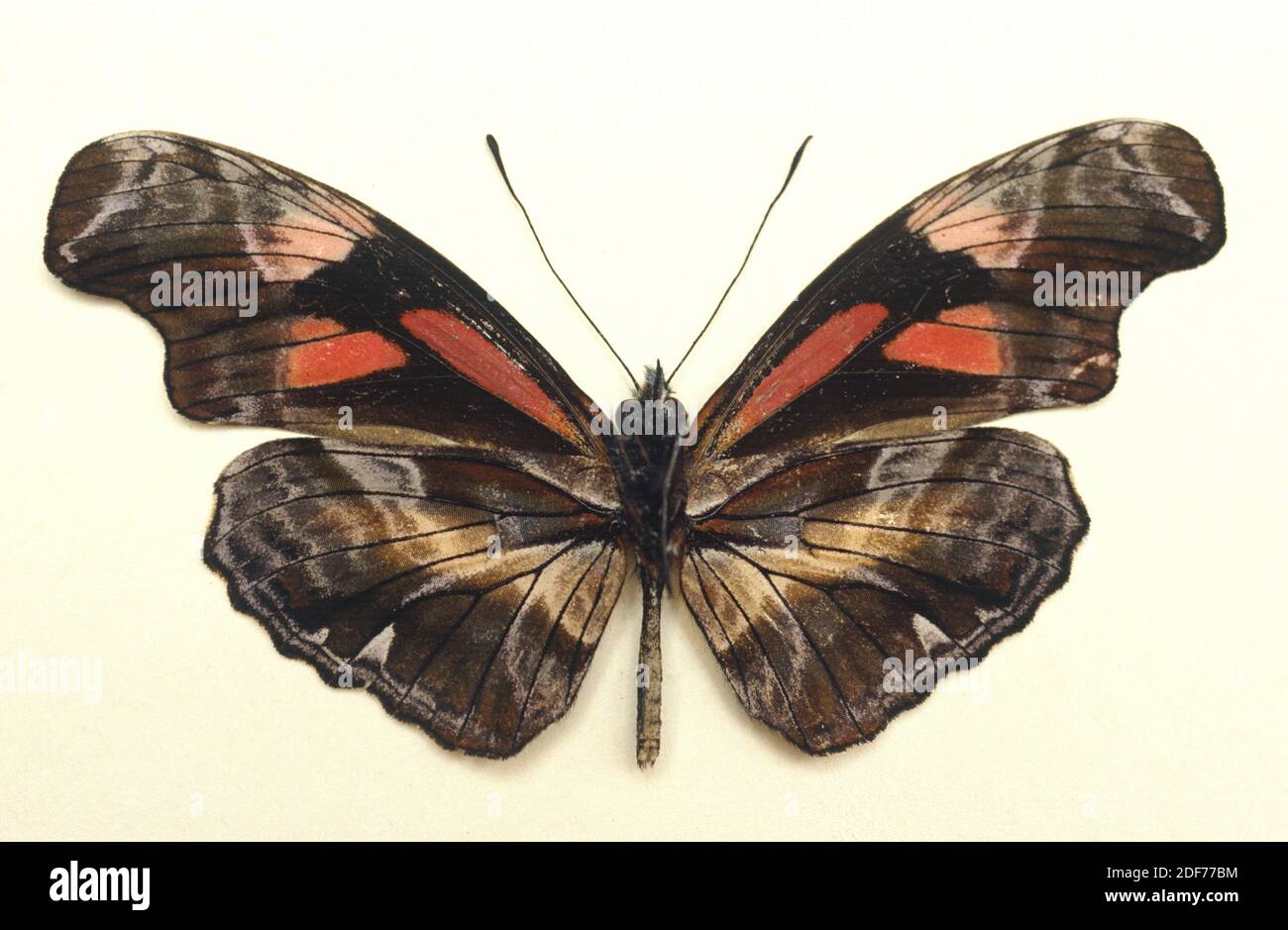 Il telesiphe ad ala angolare (Podotricha telesiphe) è una farfalla mimica originaria del Sud America nordoccidentale. Adulto, lato ventrale. Foto Stock