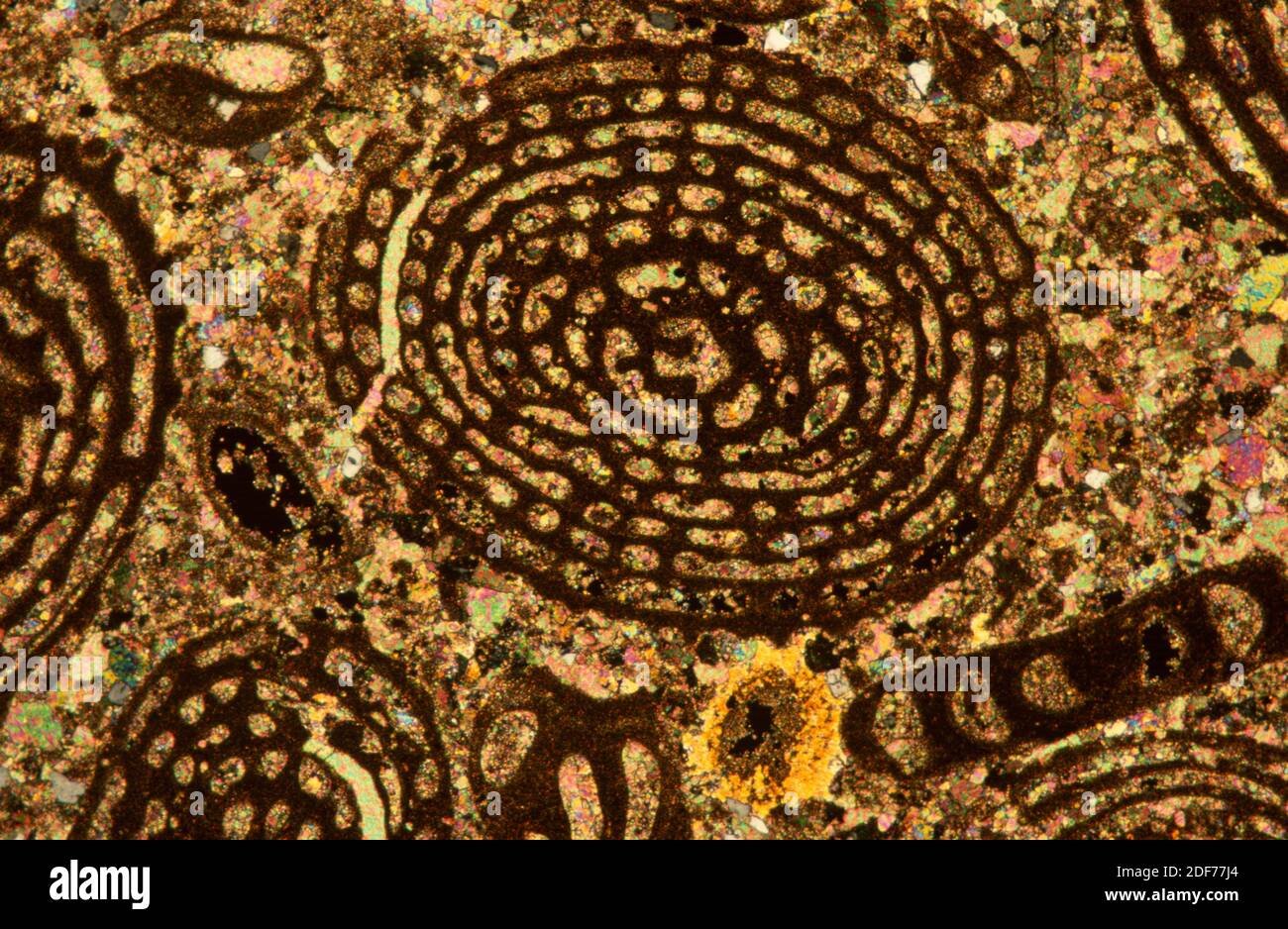 Calcare con Nummuliti, una foraminifera estinta. Fotomicrografia, sezione sottile, luce polarizzata. Foto Stock