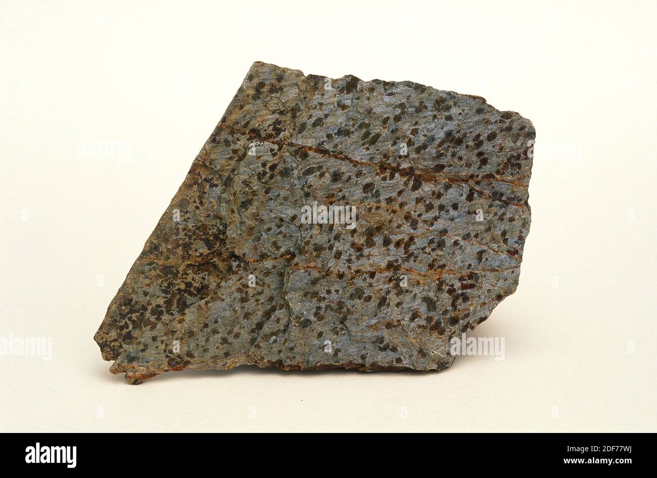 Lo scisto macchiato è una roccia metamorfica originata dal metamorfismo di contatto. Campione. Foto Stock