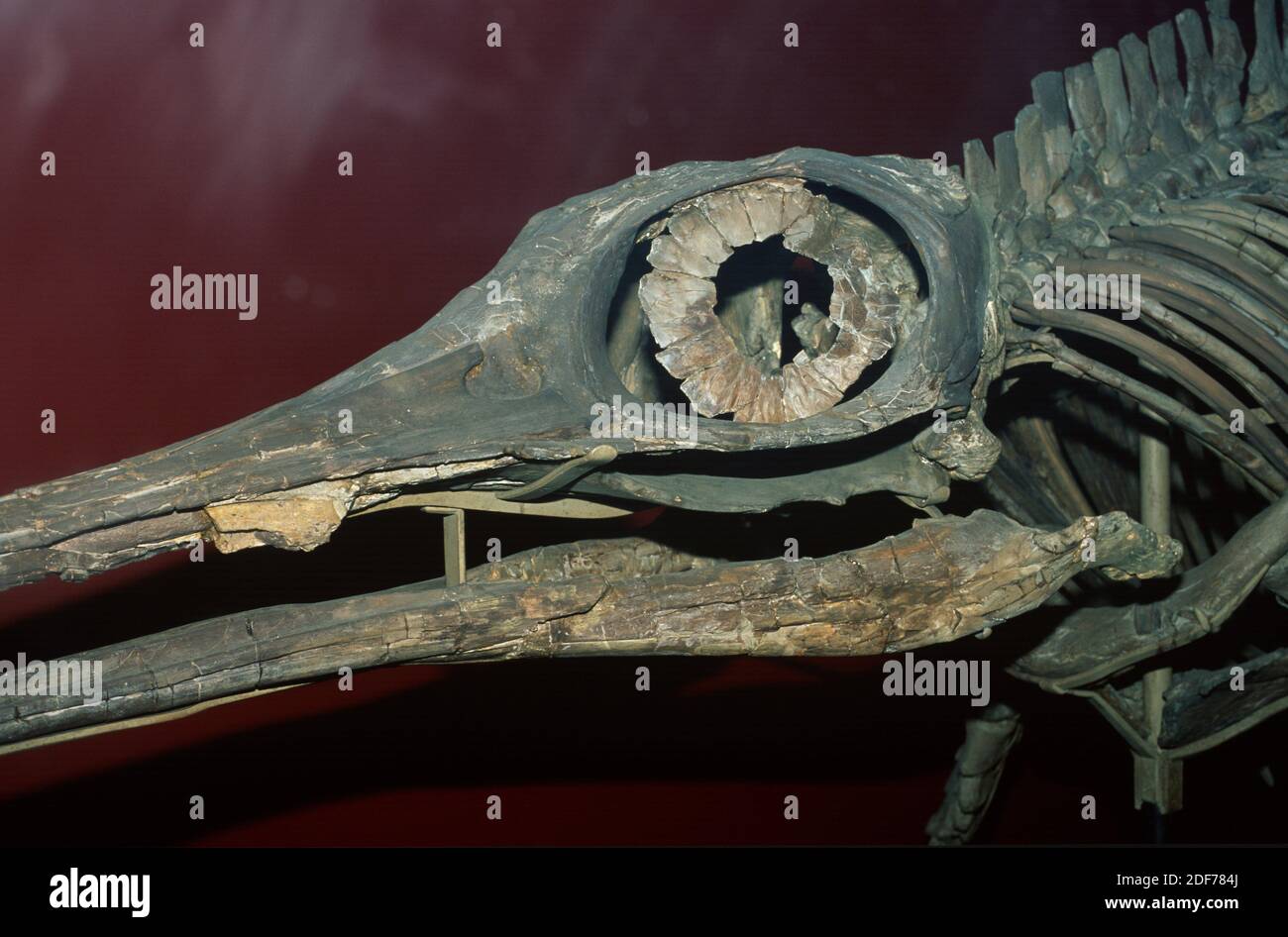 Testa di ittiosauro fossile (Oftalmosaurus sp. ) Da Jurassic. Foto Stock