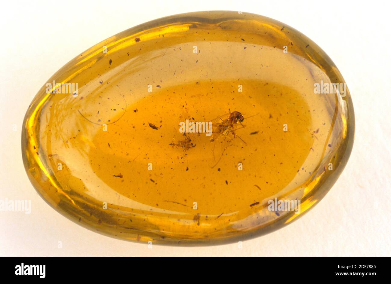Insetto fossile (Diptera) su un blocco ambrato. Foto Stock
