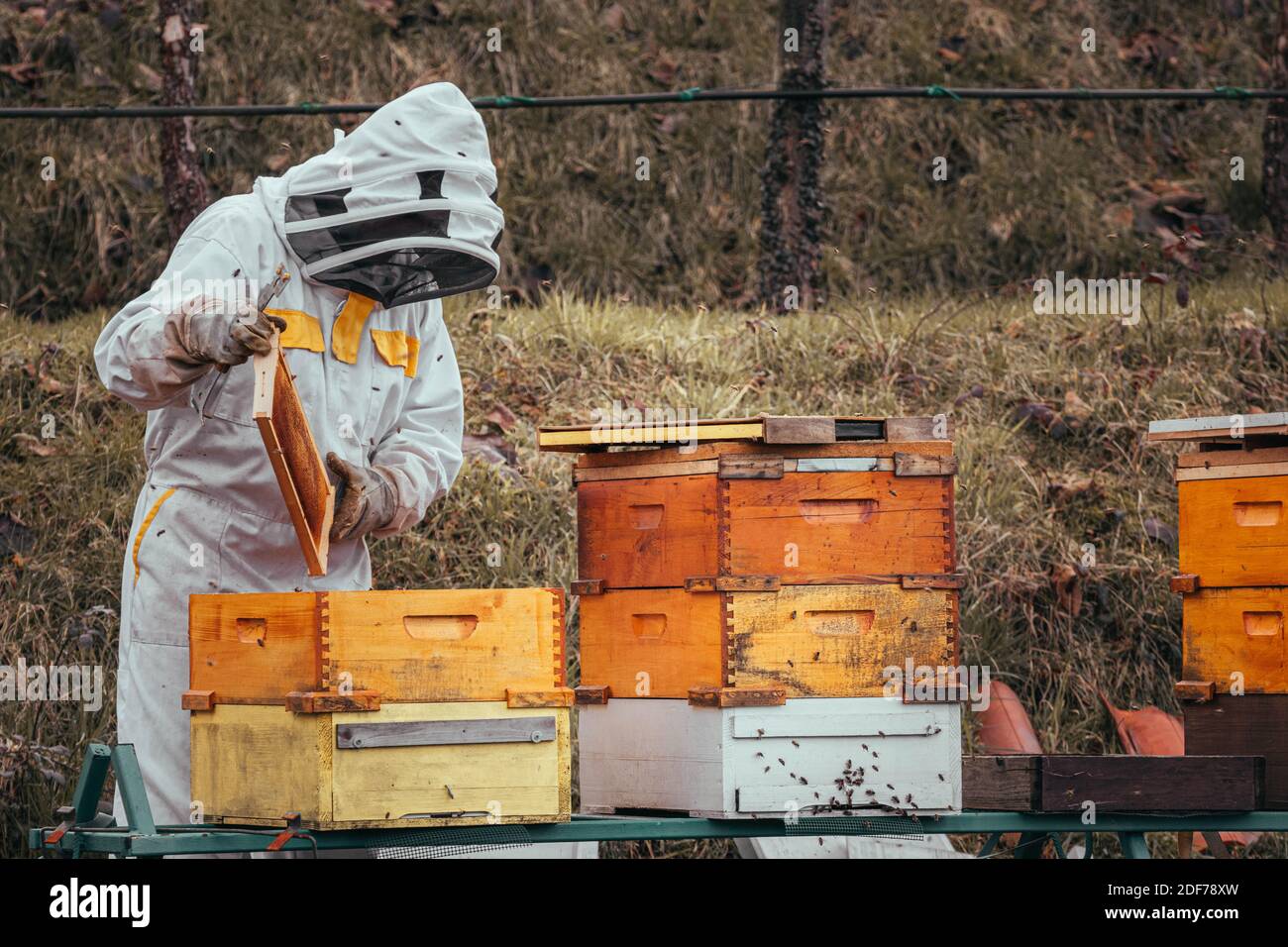 L'apicoltore che controlla il nido d'ape dopo l'inverno. Foto Stock