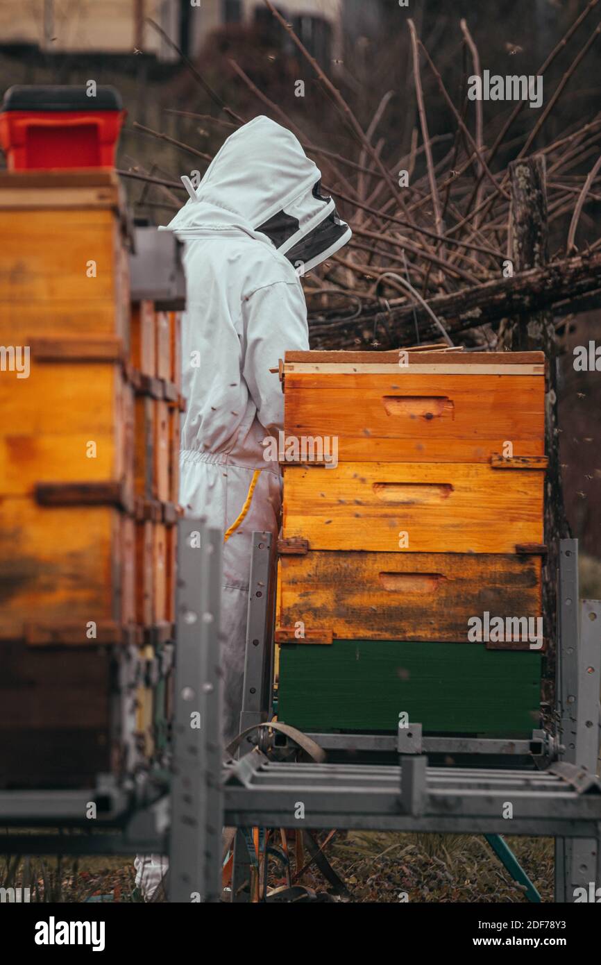 Apicoltore che controlla quante api sono sopravvissute durante l'inverno nell'apiario giallo. Foto Stock