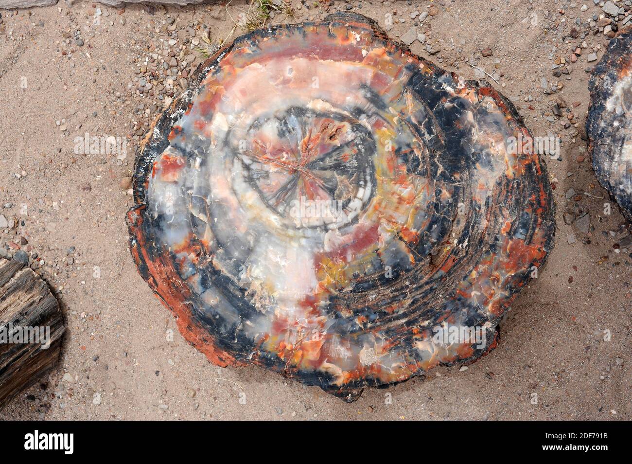 Legno pietrificato. I materiali organici originali di questo tronco sono stati sostituiti da opale. Questa foto è stata scattata nel Parco Nazionale della Foresta pietrificata, Foto Stock
