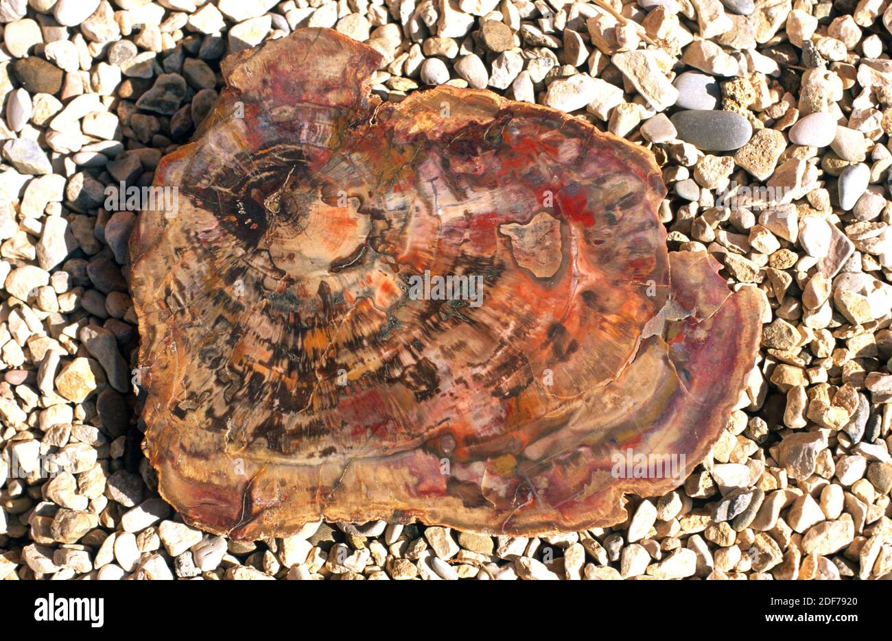 Legno pietrificato. I materiali organici originali di questo tronco sono stati sostituiti da opale. Foto Stock