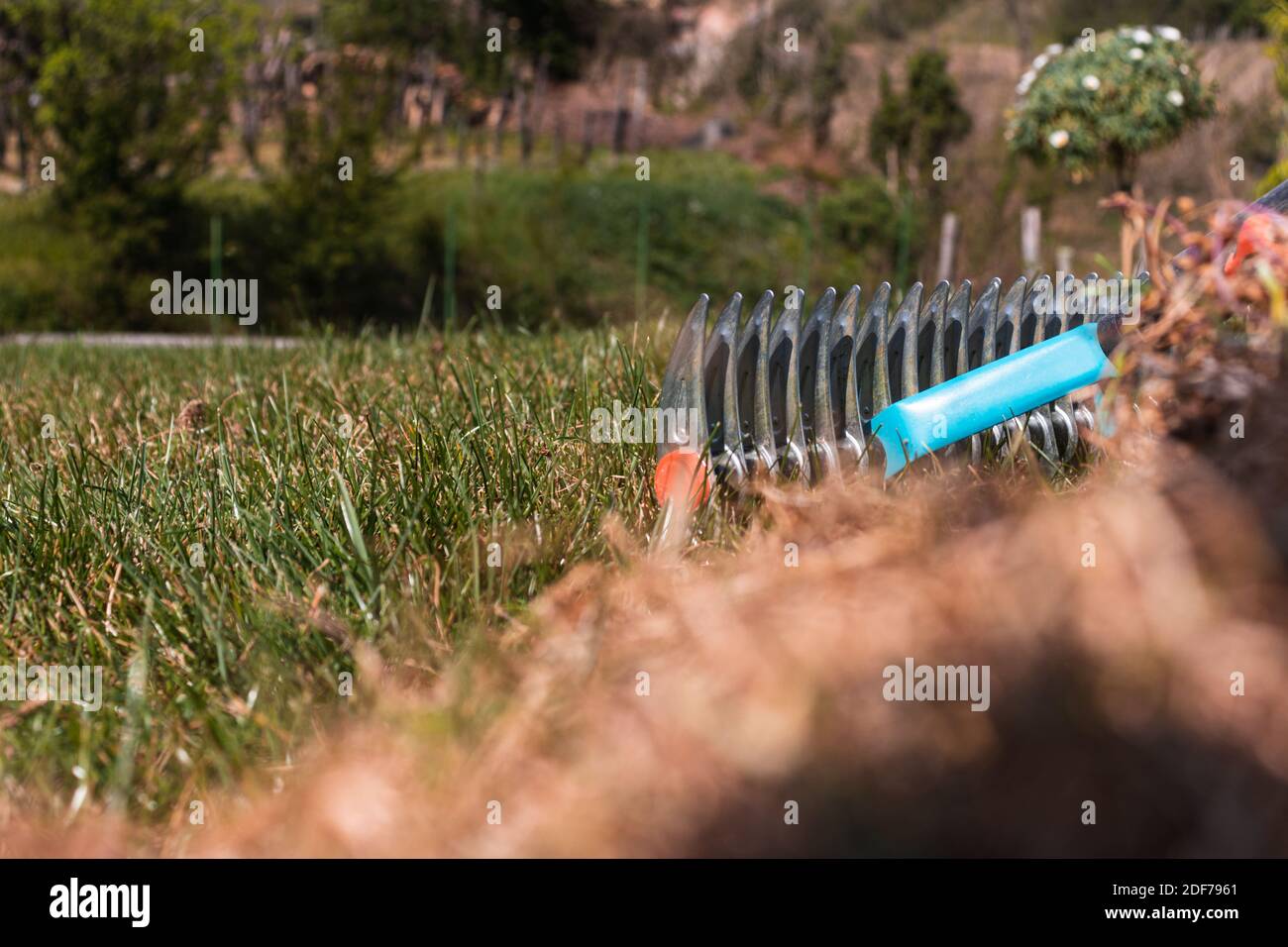 Giardiniere che rimuove l'erba secca con i rastrelli di paglia sul suo prato all'inizio della primavera, per mantenere il suo prato in buone condizioni. Foto Stock