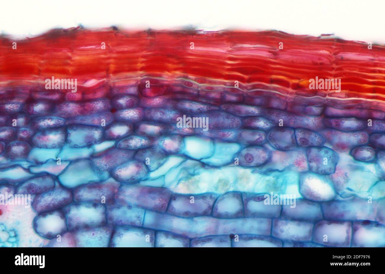 Il canbium di sughero o fellogen è il tessuto meristematico responsabile della formazione della corteccia nelle piante. Fotomicrografia. Foto Stock