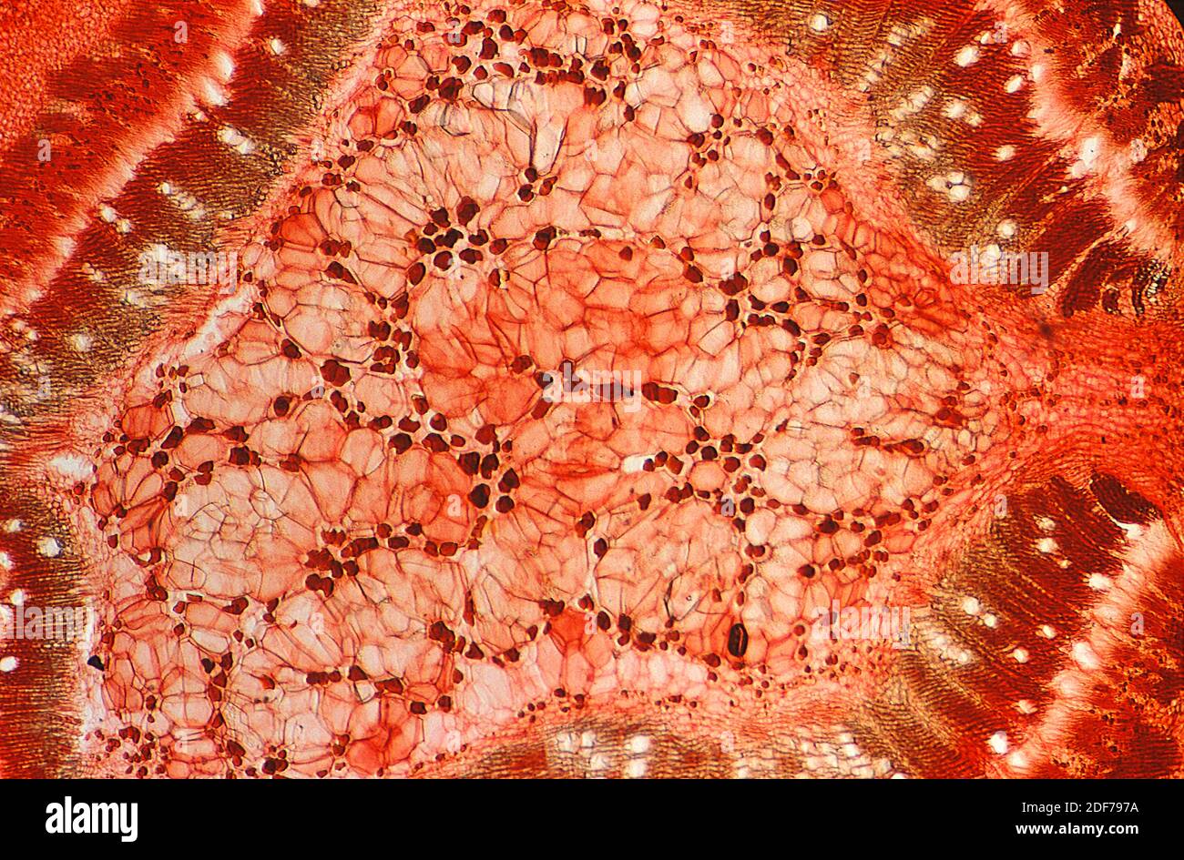 Collenchyma è un tessuto della pianta di supporto. Fotomicrografia. Foto Stock