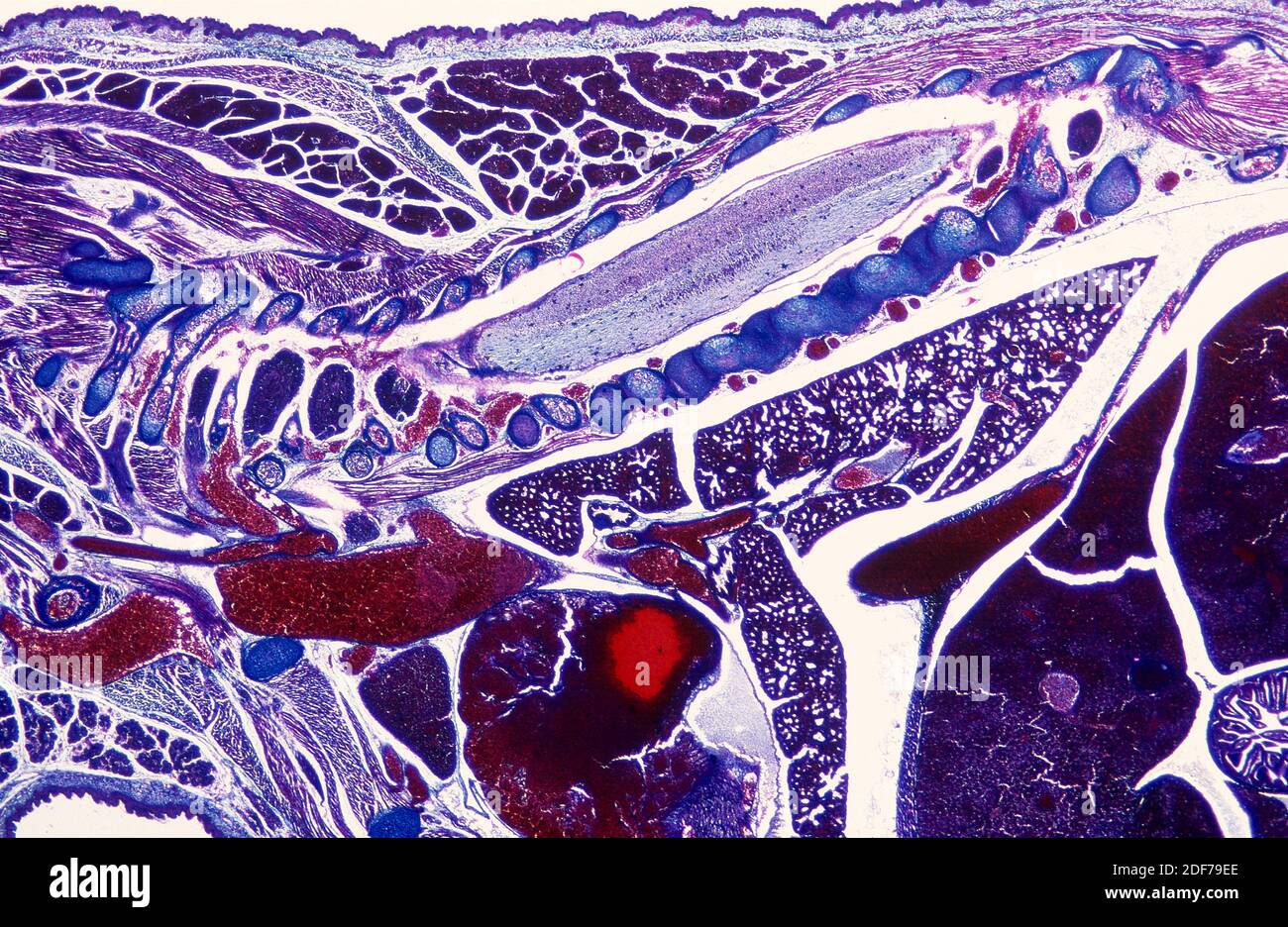 Embrione di topo. Regione anteriore del corpo. Fotomicrografia. Foto Stock