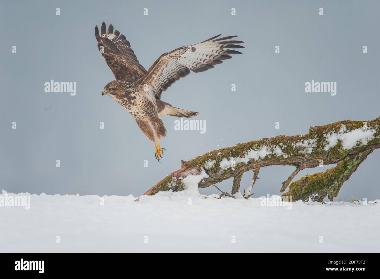 Un bussard sa vola nell'aria. Le ali sono sparse, il cielo sovrastato fornisce uno sfondo tranquillo, la neve copre i rami e il terreno. Foto Stock