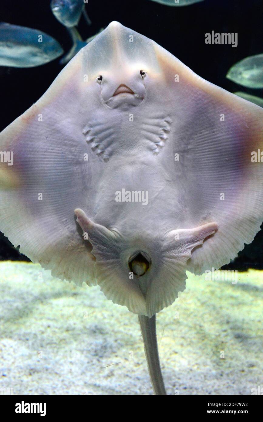 Il raggio stellato mediterraneo (Raja asterias) è un pesce cartilagineo commestibile originario del Mar Mediterraneo. Lato ventrale. Foto Stock