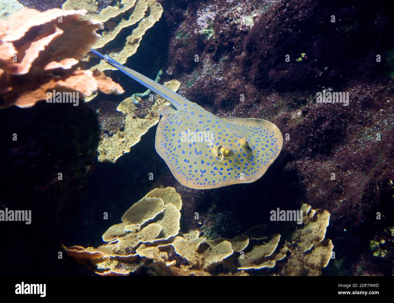 Il raggio di costone di Bluespoted (Taeniura Lymma) è un pesce cartilagineo venoso originario dell'Oceano Pacifico tropicale. Foto Stock