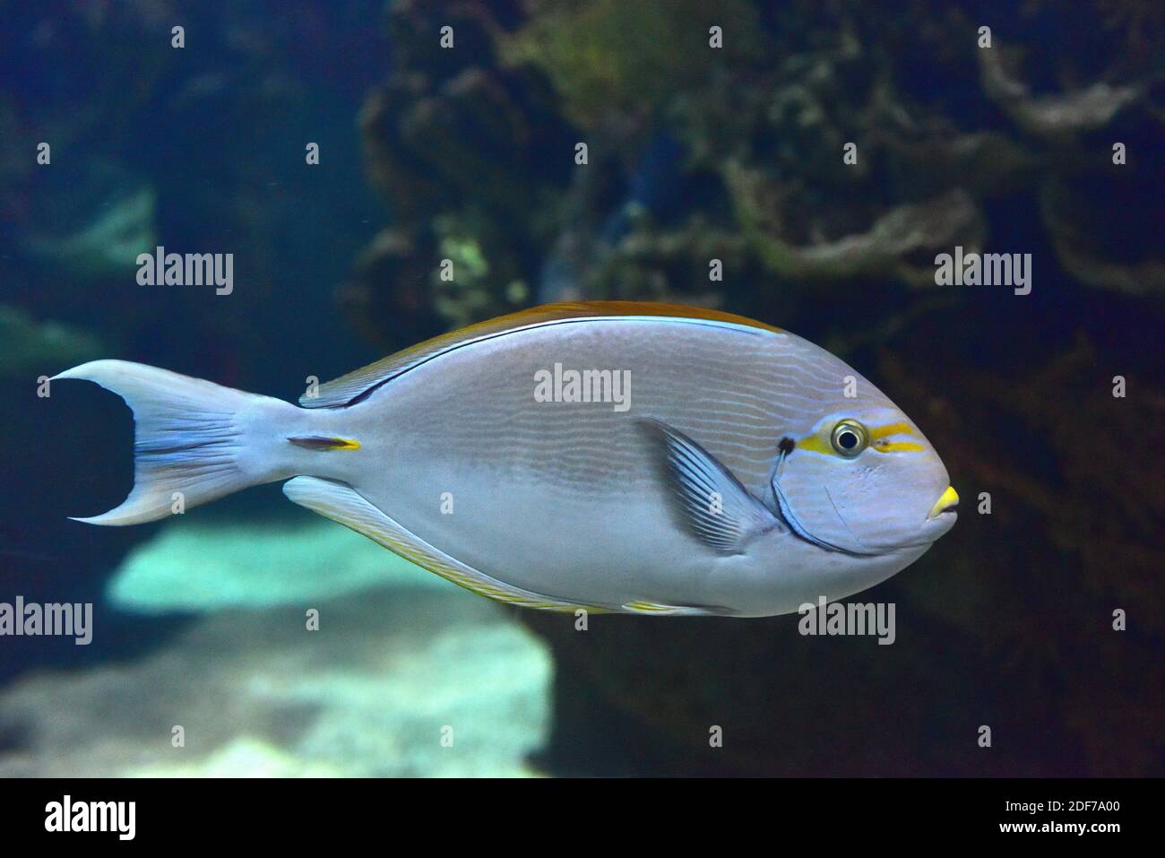 Il pesce surgeonfish allungato (Acanthurus Mata) è un pesce marino tropicale originario dell'Oceano Indo-Pacifico. Foto Stock
