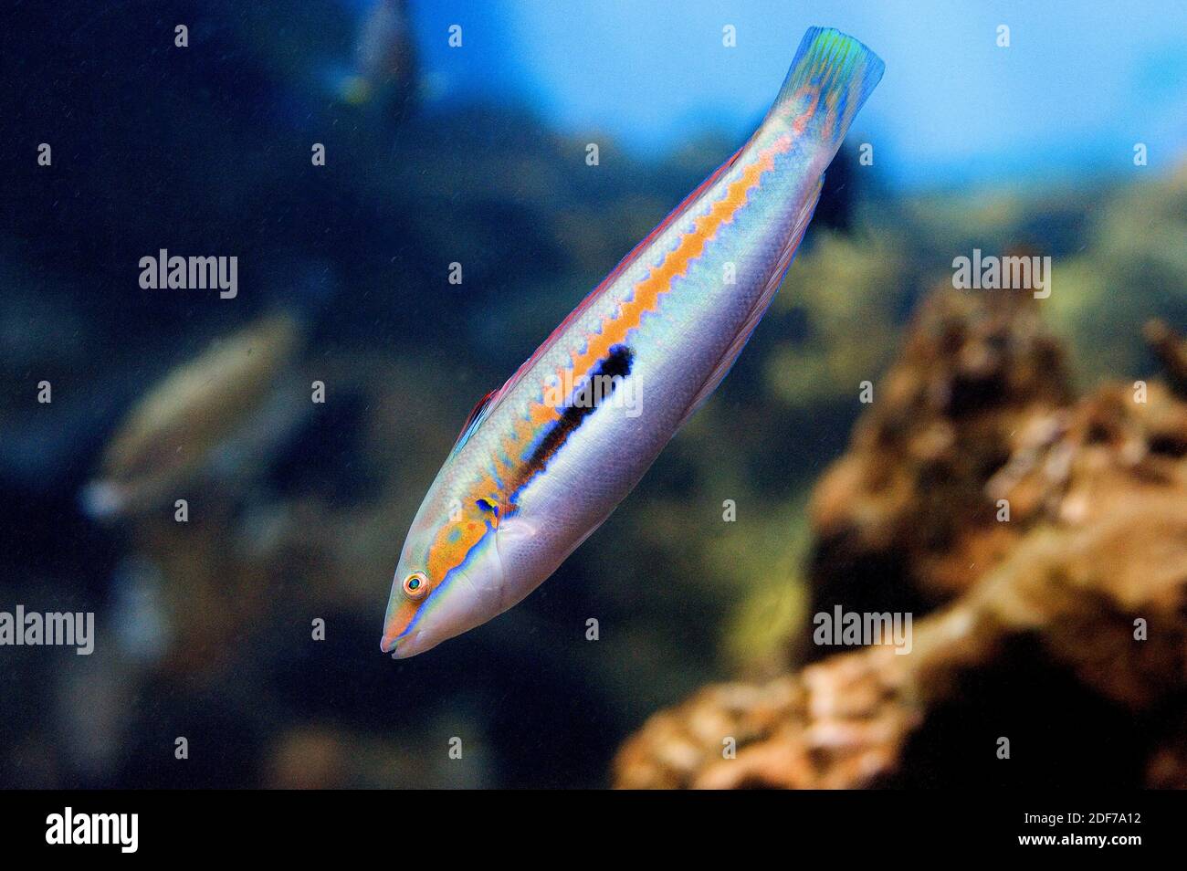 Pesce arcobaleno mediterraneo wrasse immagini e fotografie stock ad alta  risoluzione - Alamy