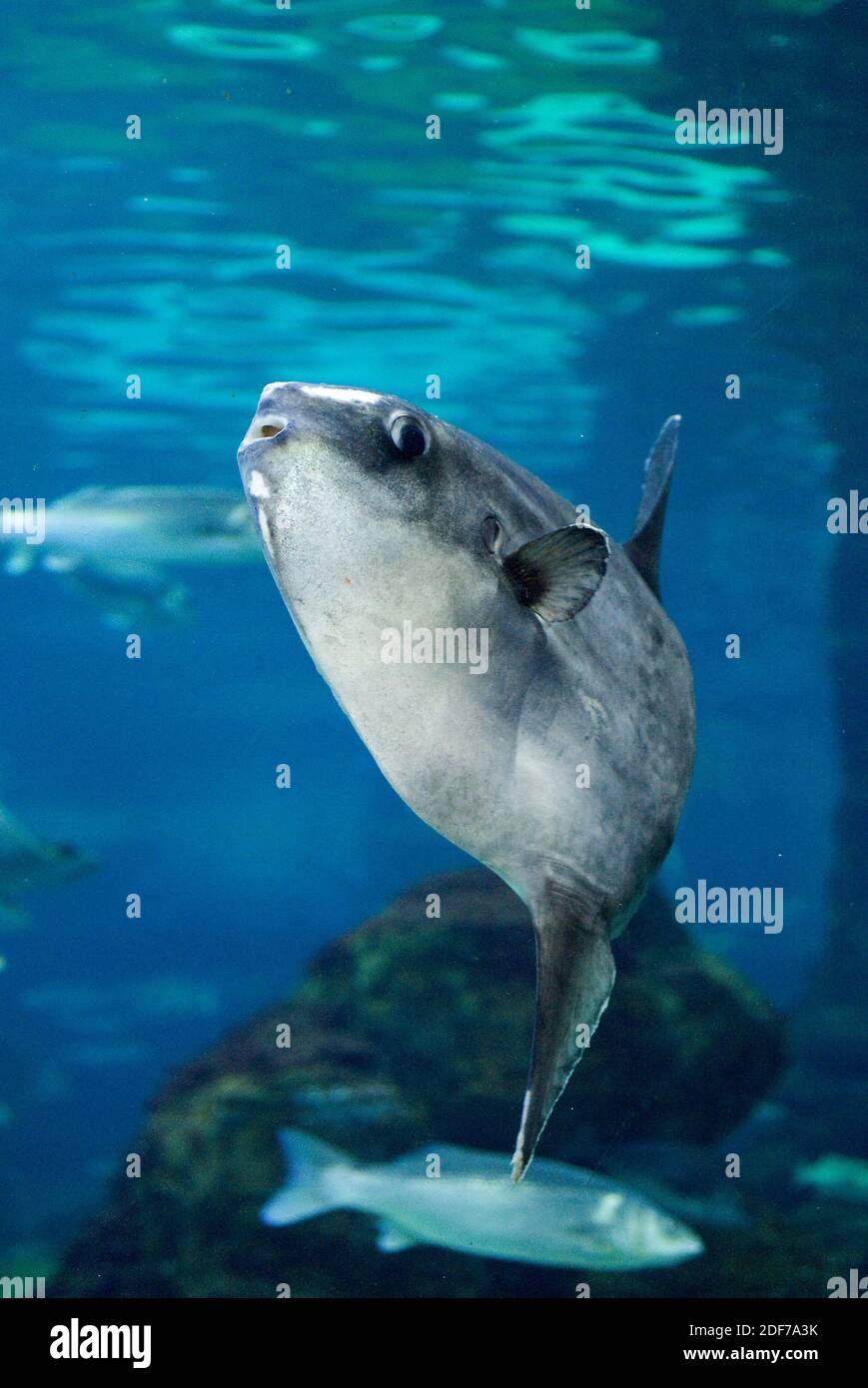 Il pesce sole oceanico (Mola mola) è un grande pesce marino originario  delle acque oceaniche tropicali e temperate Foto stock - Alamy