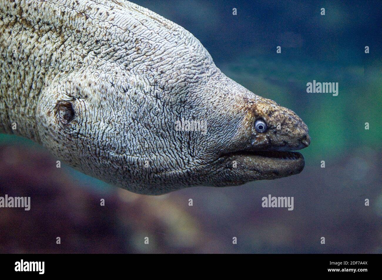 La morena mediterranea (Muraena helena) è un pesce marino originario del Mar Mediterraneo e dell'Oceano Atlantico orientale. Dettaglio della testa. Foto Stock