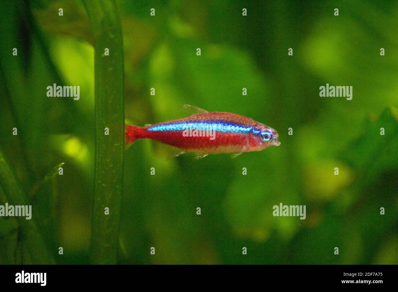 Neon tetra fish immagini e fotografie stock ad alta risoluzione - Alamy