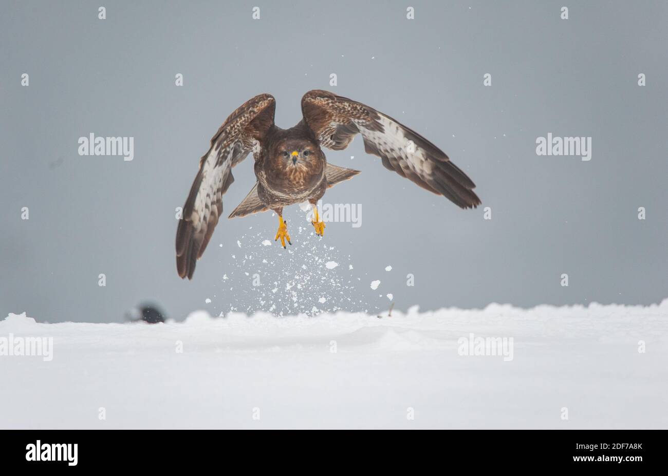 Una poiana svetta nell'aria. Gli artigli dell'uccello sfrecciano sulla neve. Il cielo è coperto e fornisce uno sfondo uniforme. Foto Stock