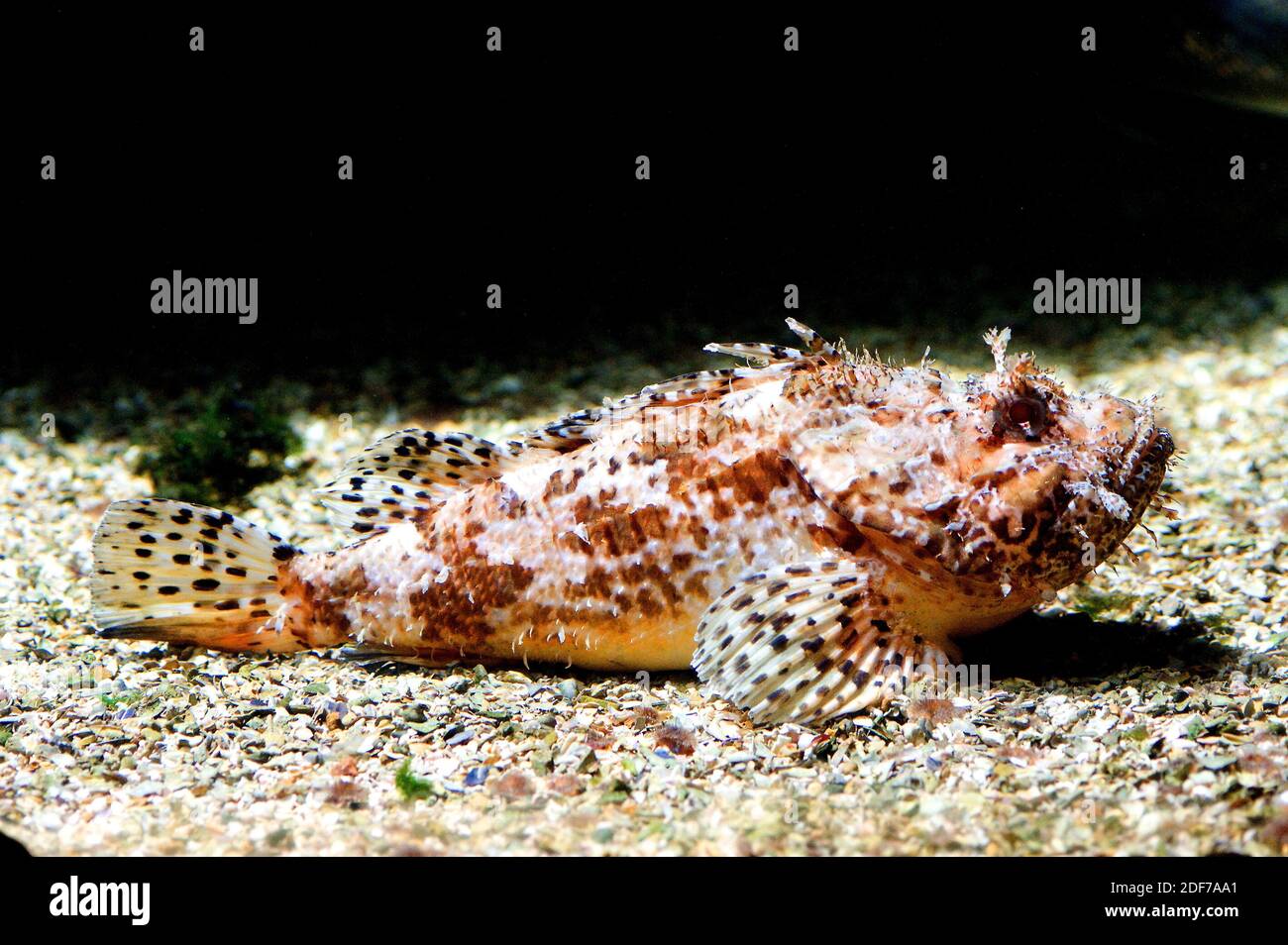 Lo scorpaena scrofa è un pesce marino velenoso originario del Mar Mediterraneo e dell'Oceano Atlantico orientale dalla Spagna al Senegal. Foto Stock