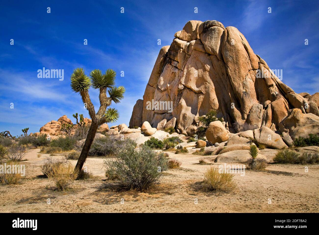 Il paesaggio del deserto a Joshua Tree National Park, California Foto Stock