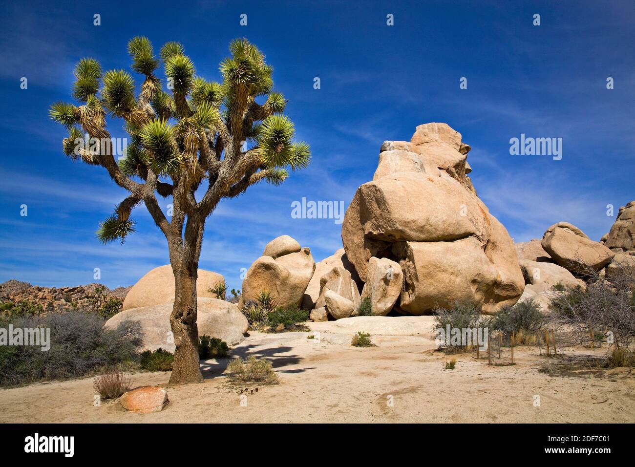Il paesaggio del deserto a Joshua Tree National Park, California Foto Stock