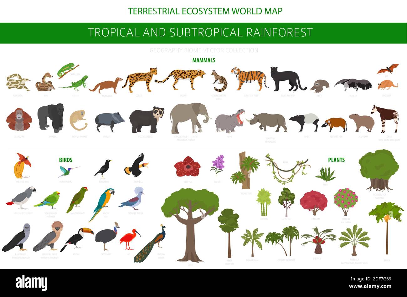 Tropicale e subtropicale foresta pluviale biome, regione naturale infografica. Foreste pluviali amazzoniche, africane, asiatiche, australiane. Animali, uccelli e vegetatio Illustrazione Vettoriale