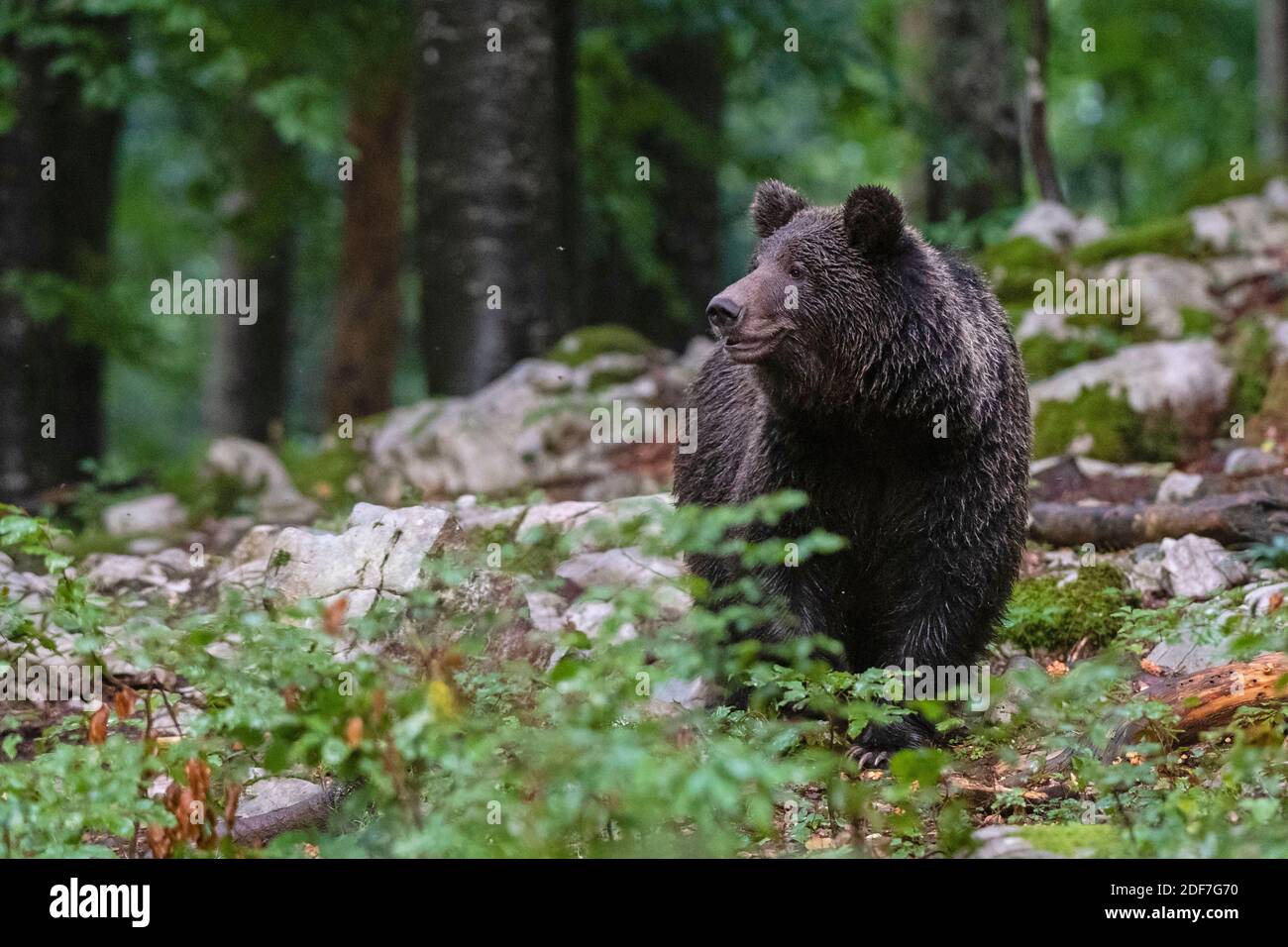 Slovenia, Foresta di Notranjska, orso bruno europeo (Ursus arctos) Foto Stock