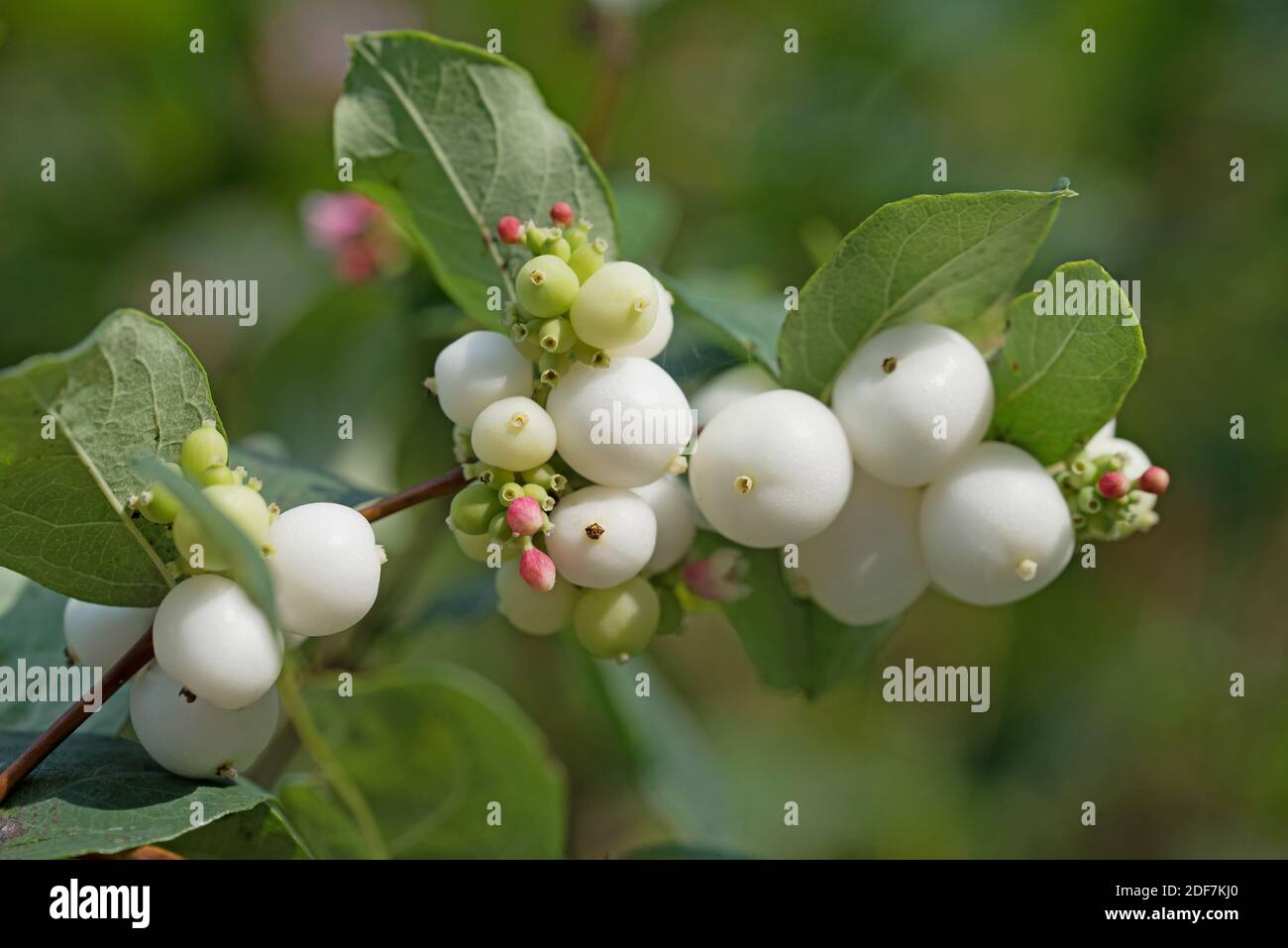 Frutti della bacca di neve, Symphoricarpos Foto Stock