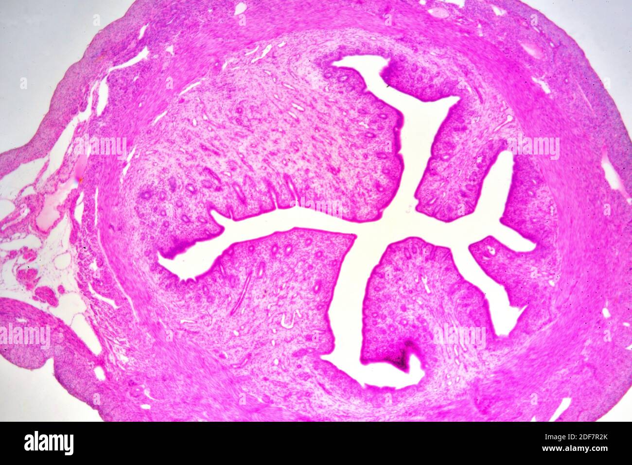Histology human reproductive system immagini e fotografie stock ad alta ...