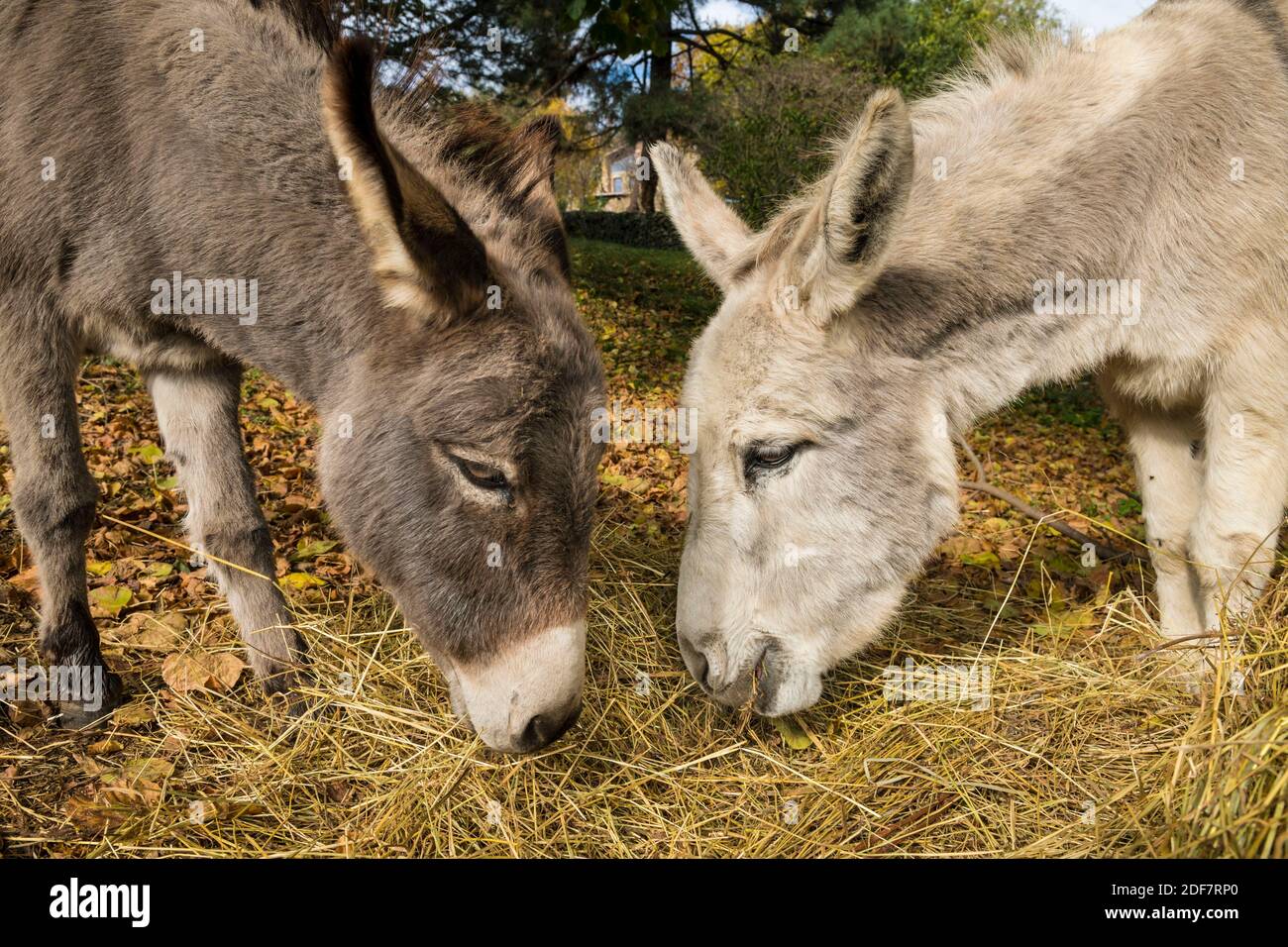 Francia, Ard?che (07), asini (Equus asinus) Foto Stock