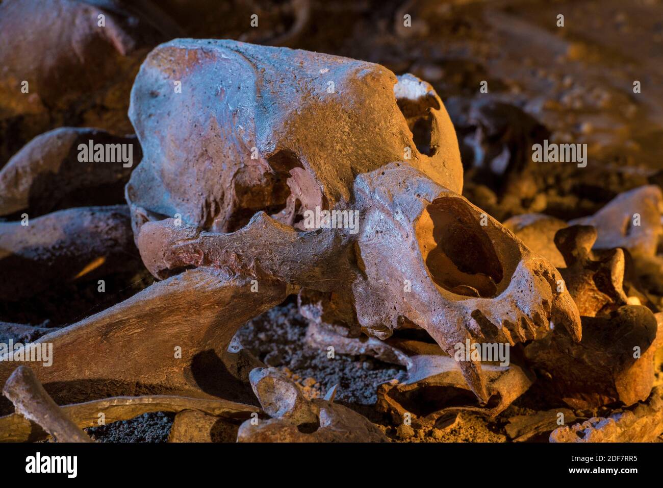 Francia, Ardeche, Vallon Pont d'Arc, Caverna di Pont d'Arc, replica esatta della grotta di Chauvet, patrimonio mondiale dell'UNESCO, cranio dell'orso Foto Stock