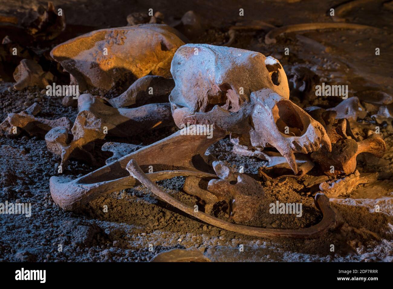 Francia, Ardeche, Vallon Pont d'Arc, Caverna di Pont d'Arc, replica esatta della grotta di Chauvet, patrimonio mondiale dell'UNESCO, cranio dell'orso Foto Stock
