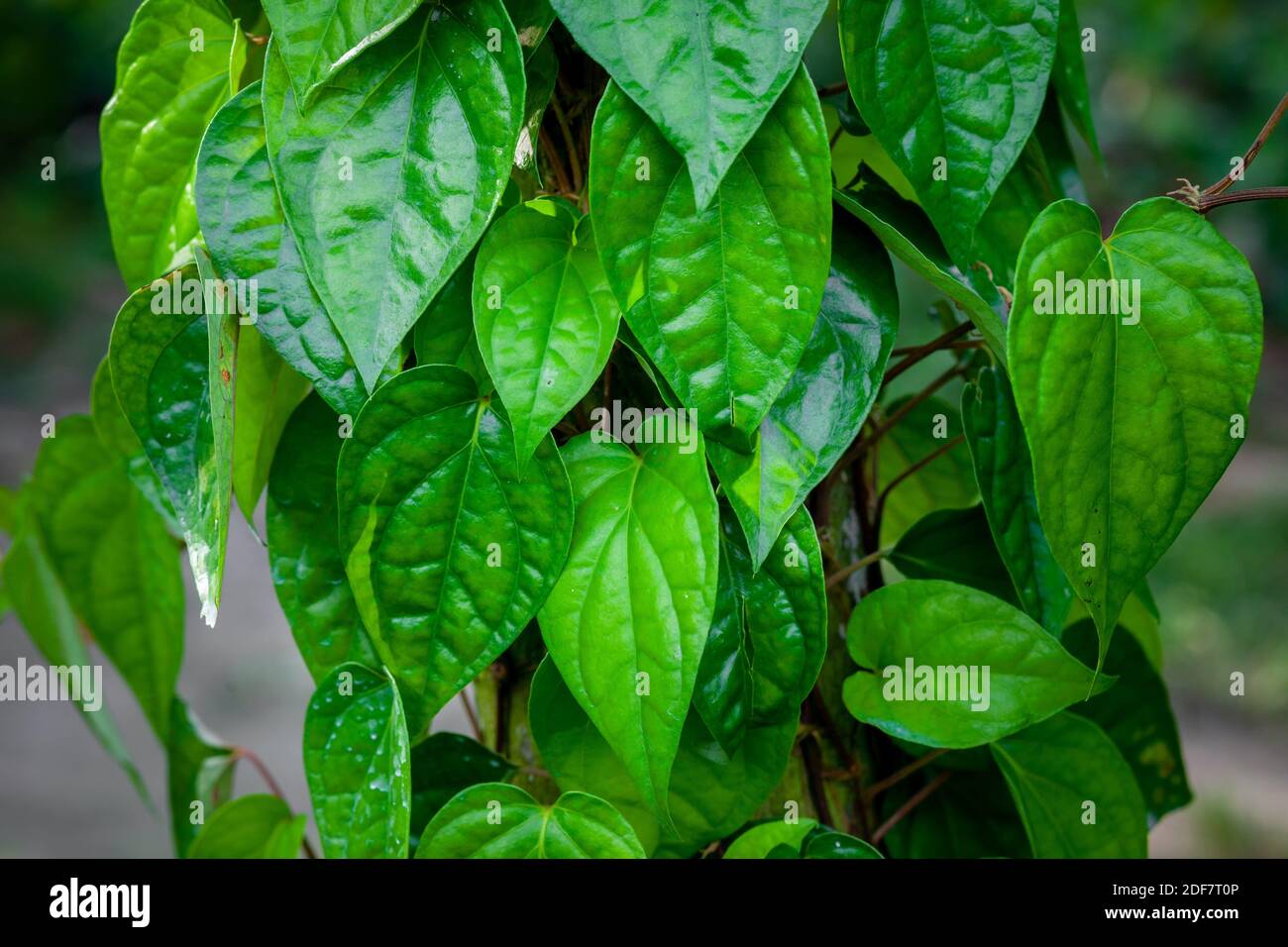 Foglia di pianta di betel immagini e fotografie stock ad alta risoluzione -  Alamy