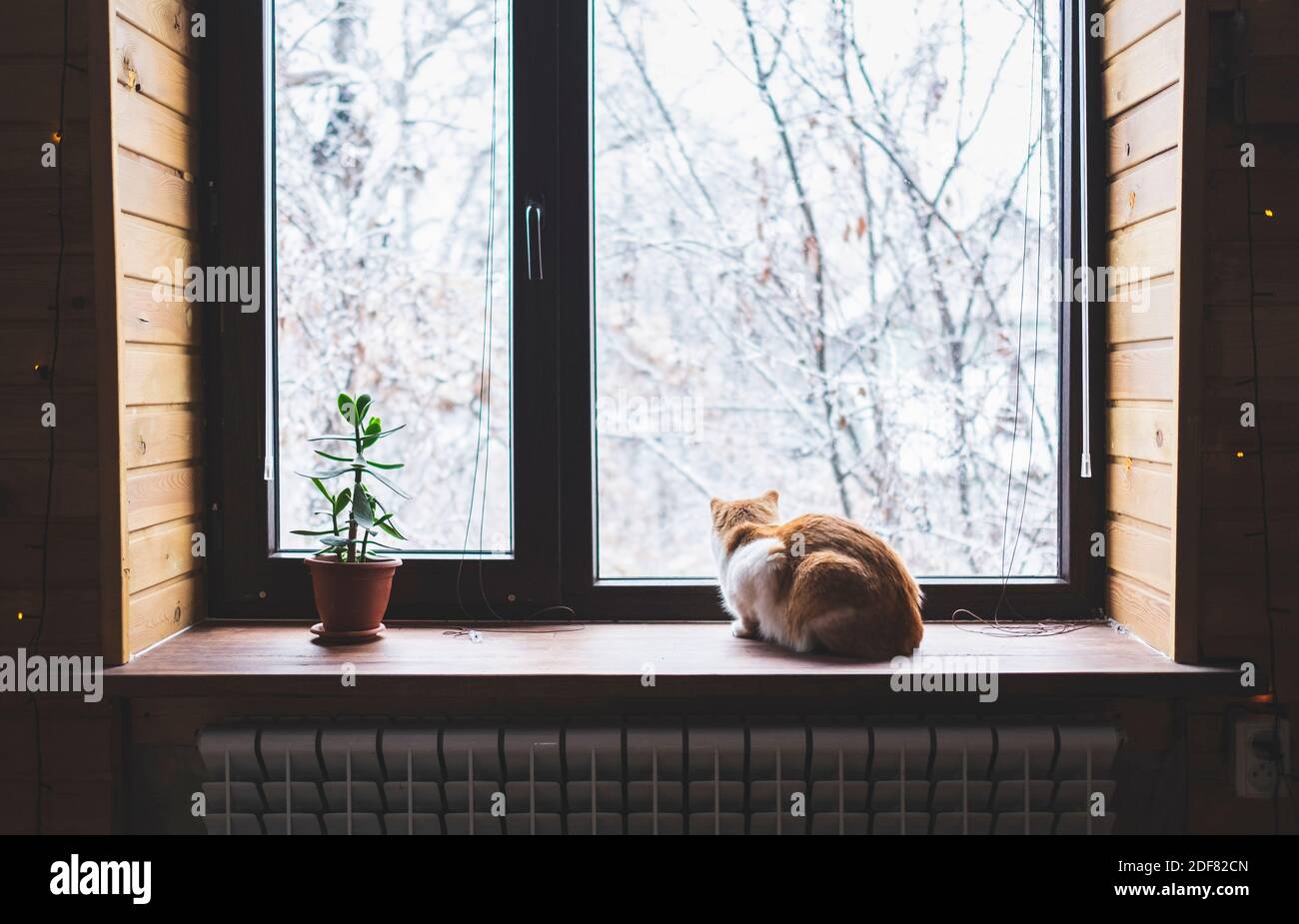 Cat seduto sul davanzale e guardando il paesaggio invernale Foto Stock