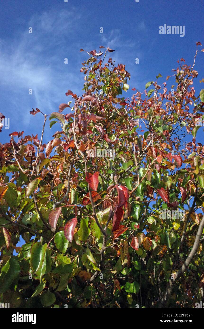 Foglie di autunno Foto Stock