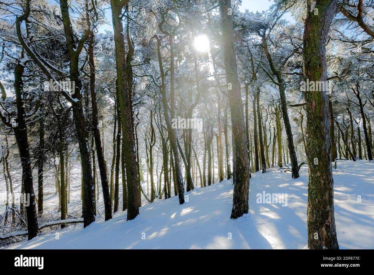 Neve e alberi nel bosco invernale, Peak District, Derbyshire, Regno Unito Foto Stock