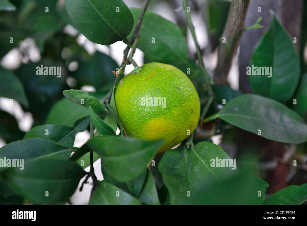 Primo piano di limone quasi maturo che cresce sull'albero Foto Stock