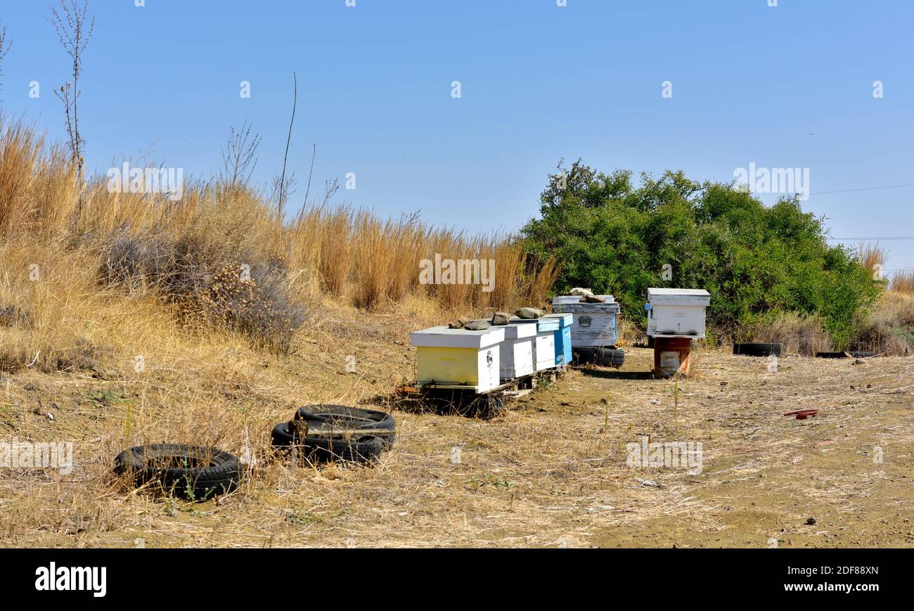 Ape alveari su vecchi pneumatici auto in marrone, paesaggio secco della Cipro rurale meridionale Foto Stock