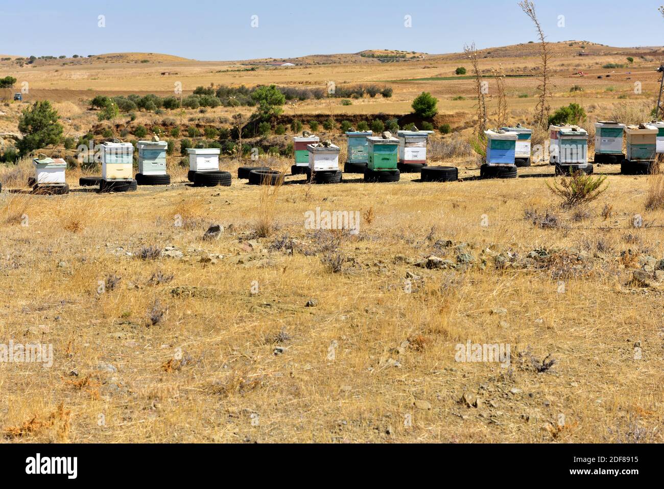 Ape alveari su vecchi pneumatici auto in marrone, paesaggio secco della Cipro rurale meridionale Foto Stock