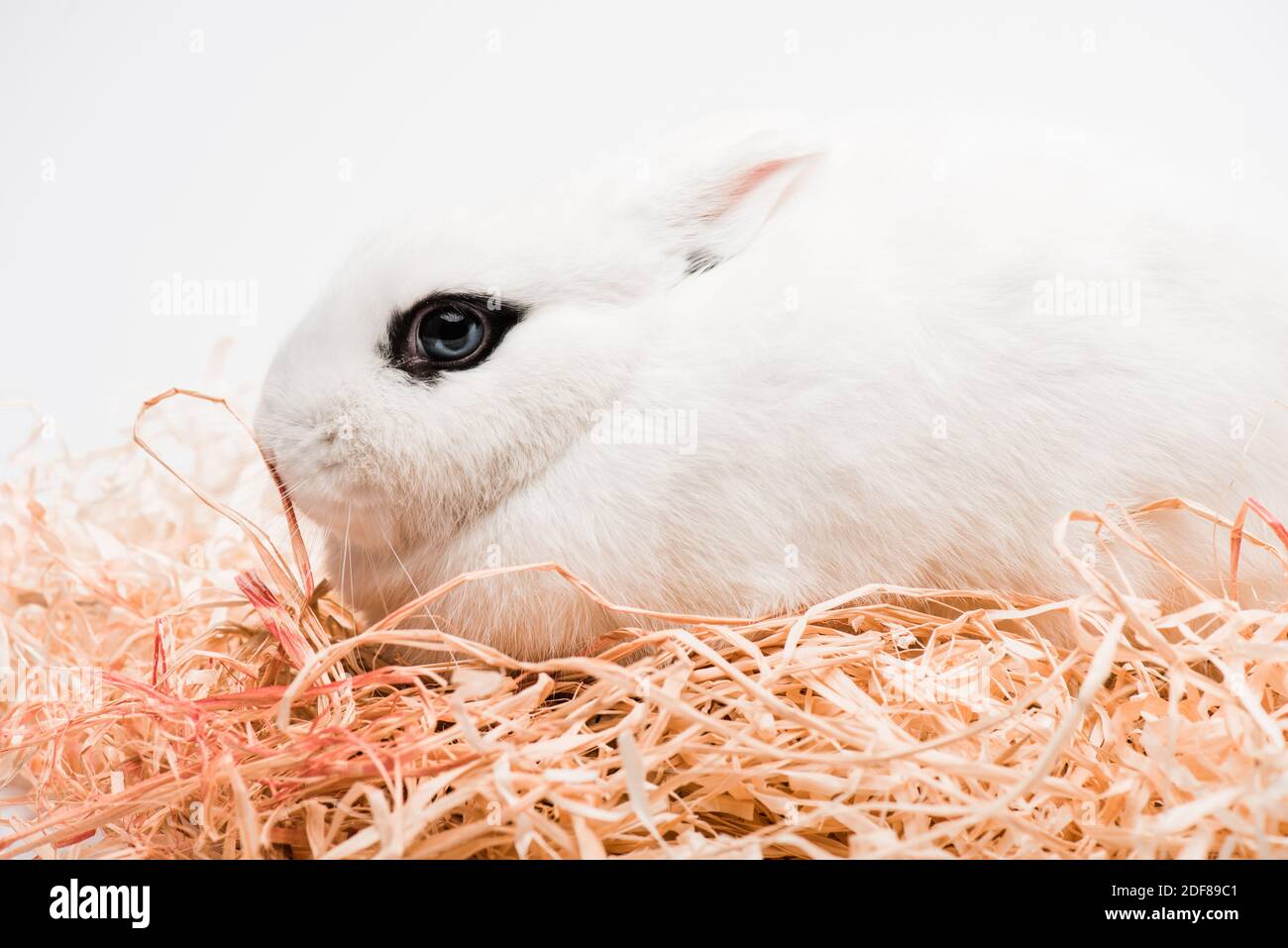coniglio carino con occhio nero nel nido su sfondo bianco Foto stock - Alamy