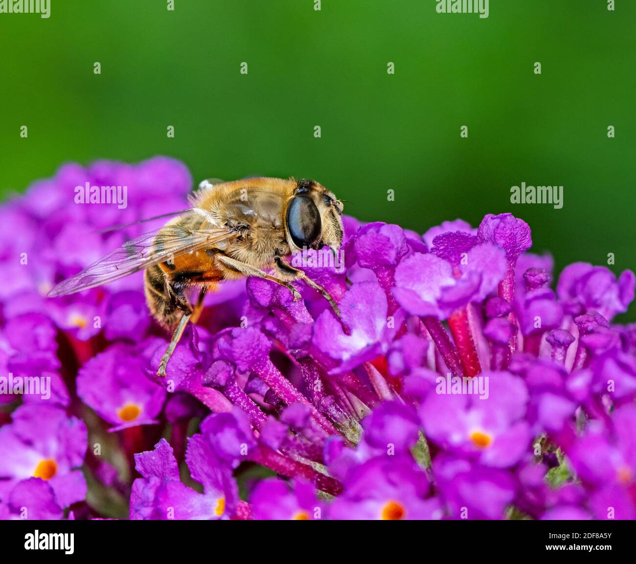 Macro di un drone volare su un cespuglio lilla Foto Stock
